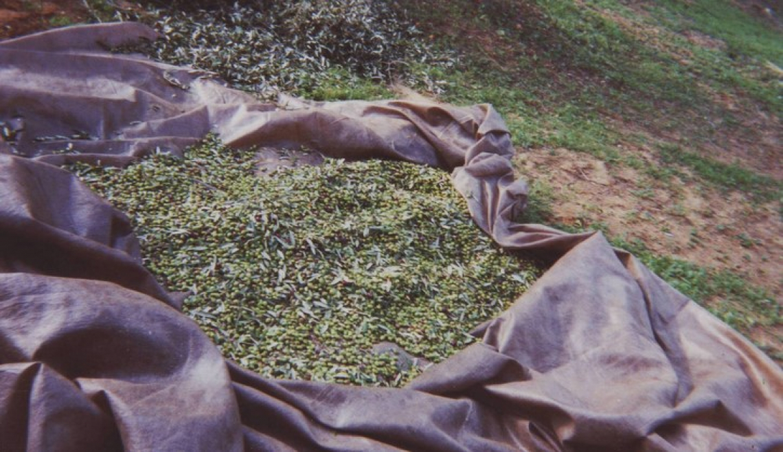 Impatto economico e ambientale dei diversi sistemi di raccolta delle olive