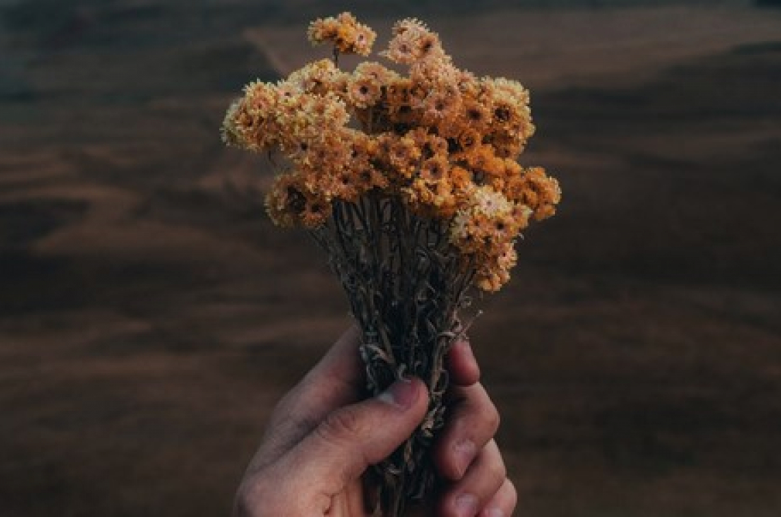 Il fondamentale ruolo degli impollinatori per preservare gli ecosistemi naturali