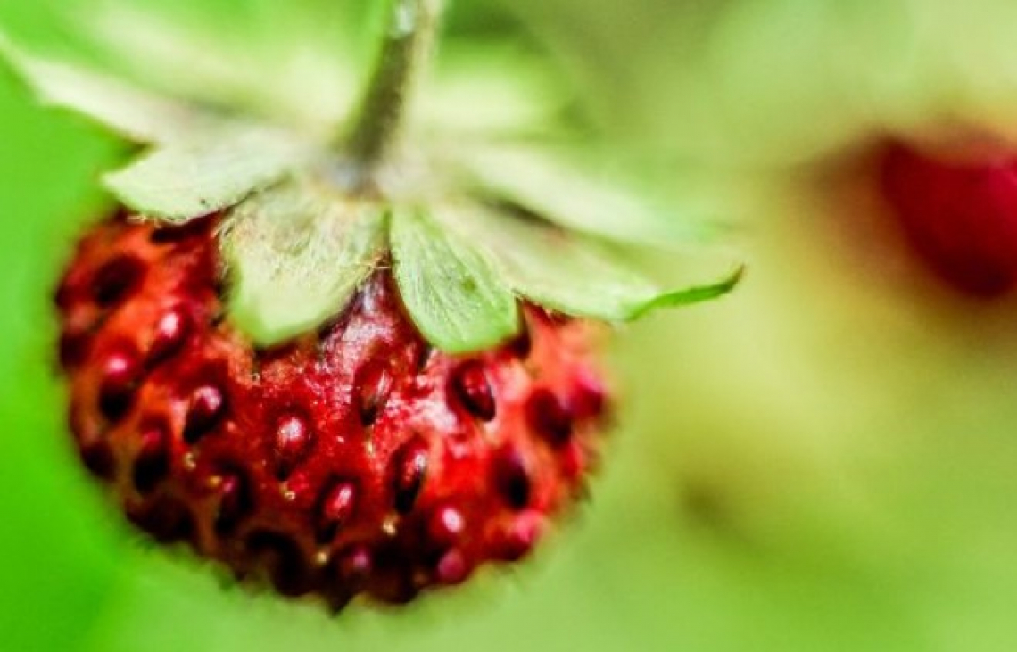 L'aroma di fragolina di bosco può essere prodotto da un fungo