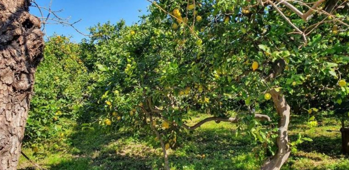 Il DNA del limone Femminello Siracusano non ha più segreti