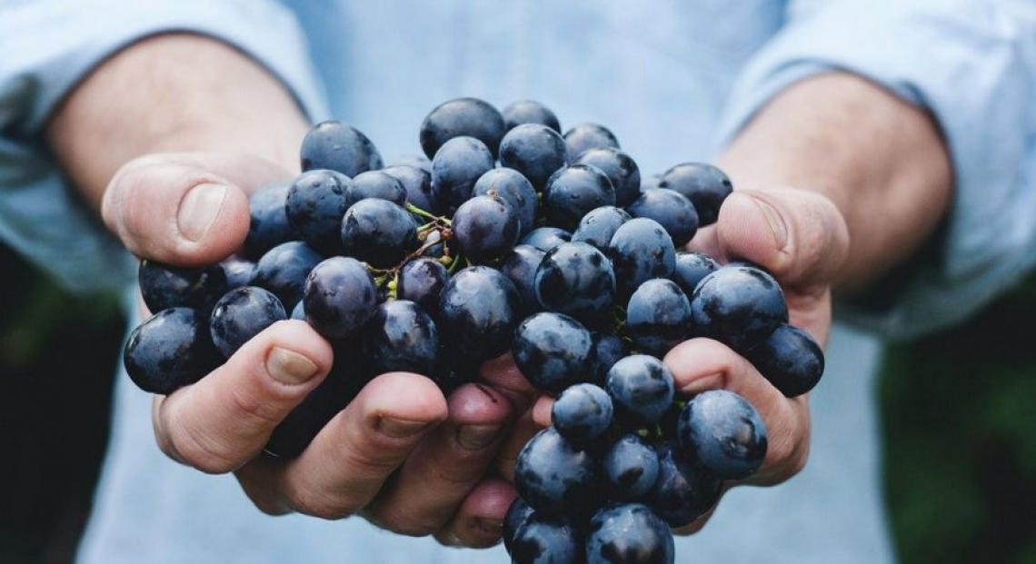 L'origine delle uve da vino europee è finalmente nota