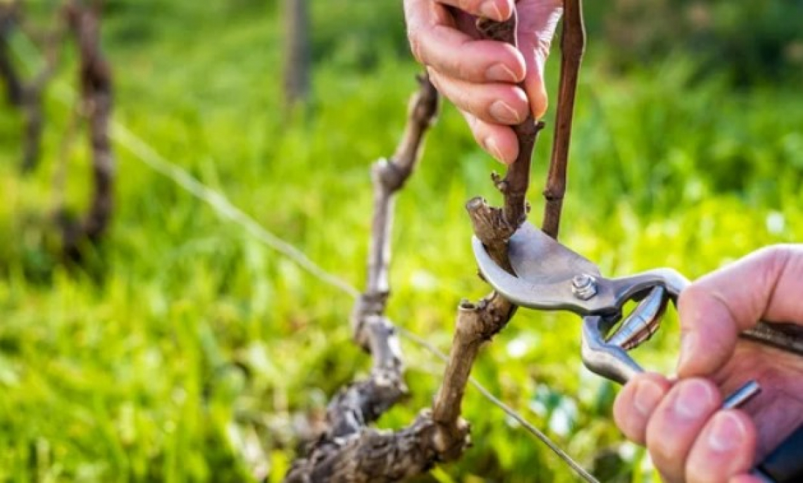 Riutilizzare gli sfalci di potatura del vigneto nella filiera agroenergetica