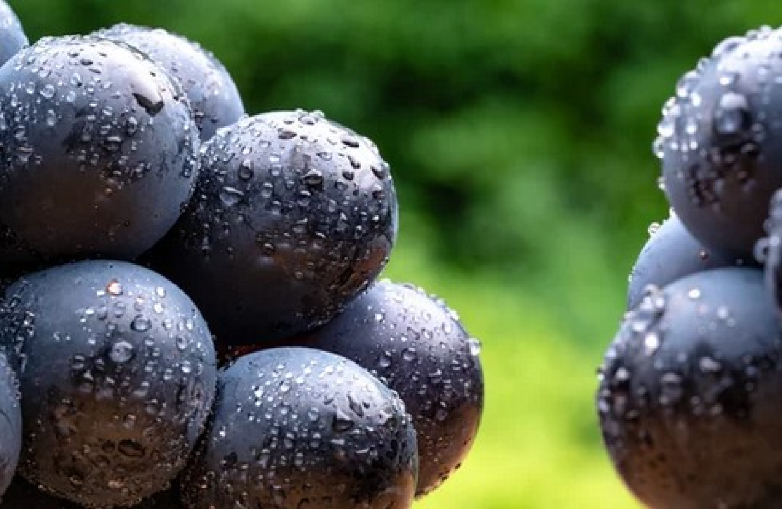 L'osmosi inversa per la concentrazione dei vini Cabernet Sauvignon convenzionale e sostenibile