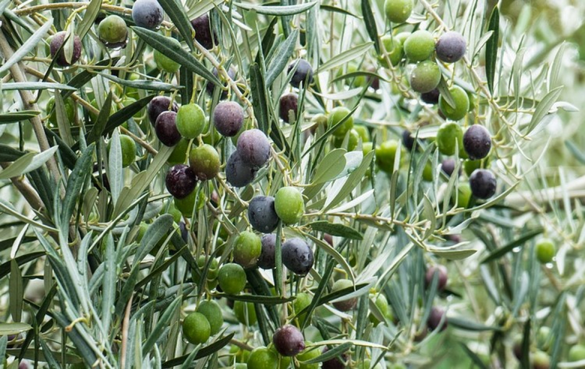 Il ruolo del potassio per una buona produttività dell'olivo