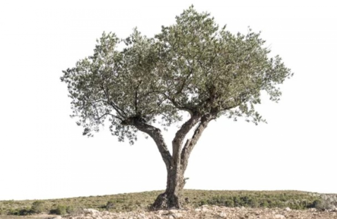 Le basse temperature invernali mandano gli olivi in stress idrico