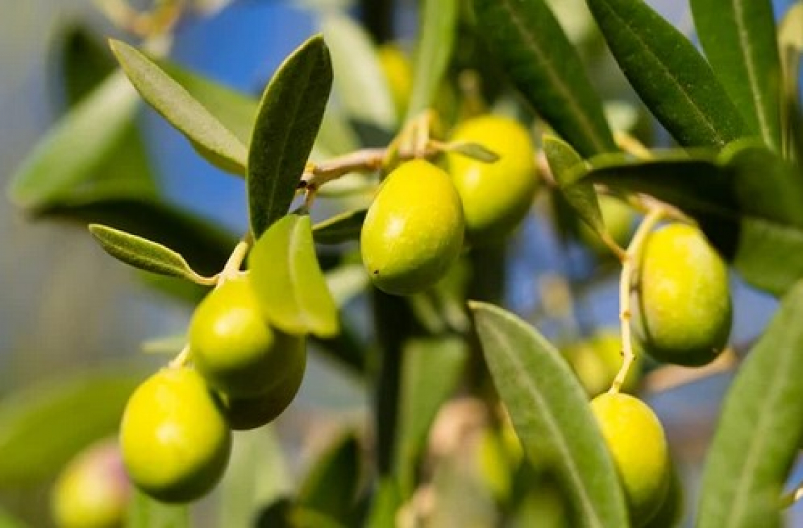 Sostenibilità ambientale o qualità dell'olio extra vergine di oliva? C'è una terza via