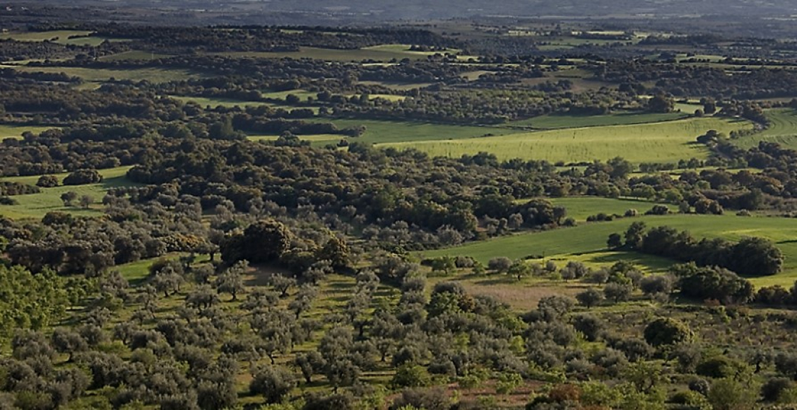 La biodiversità olivicola per il recupero del valore dell'olio