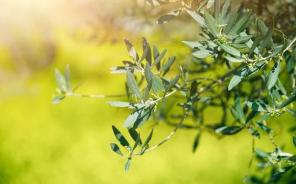 Potatura dell'olivo: il momento ottimale per iniziare