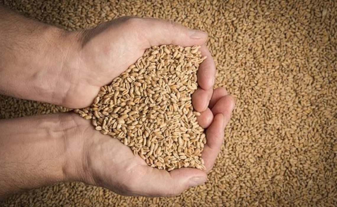 Una metodologia per valutare la qualità del grano duro