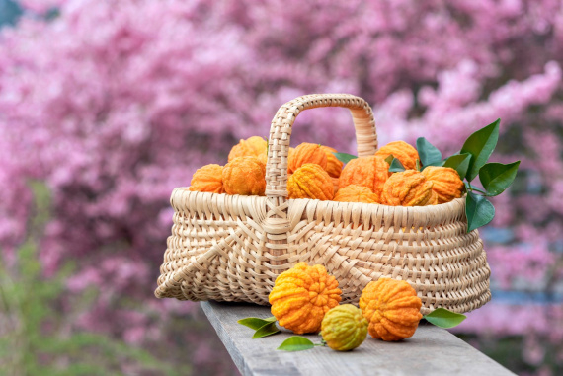 Primavera sul Lago Maggiore con il profumo degli agrumi e delle camelie