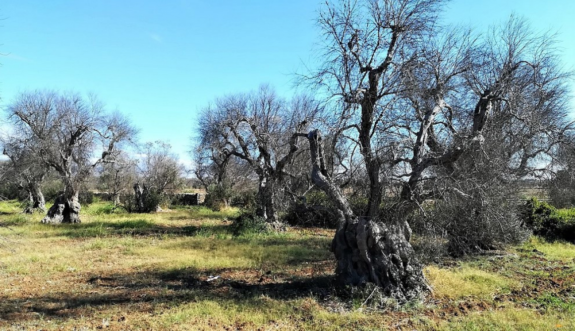 Xylella fastidiosa è sbarcata in Salento nel 2008