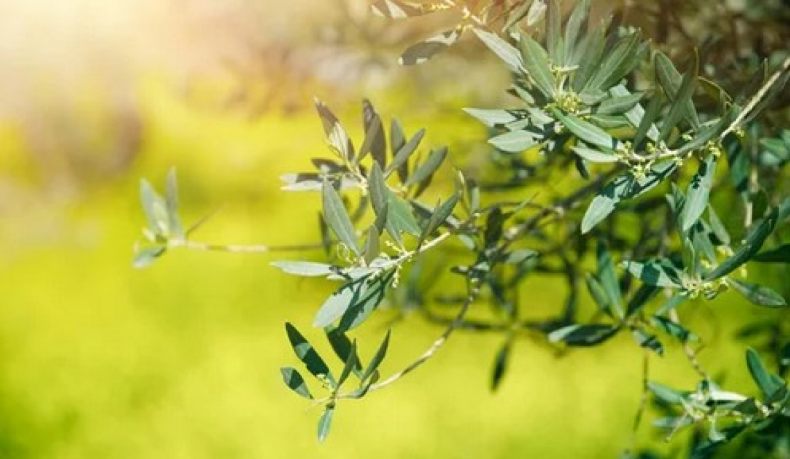 Nasce il distretto dell'olio extra vergine bio del Molise