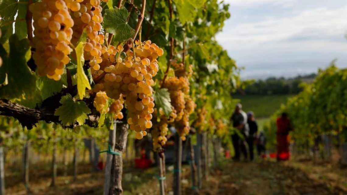 Operativo il Disciplinare del sistema di certificazione della sostenibilità del settore vitivinicolo