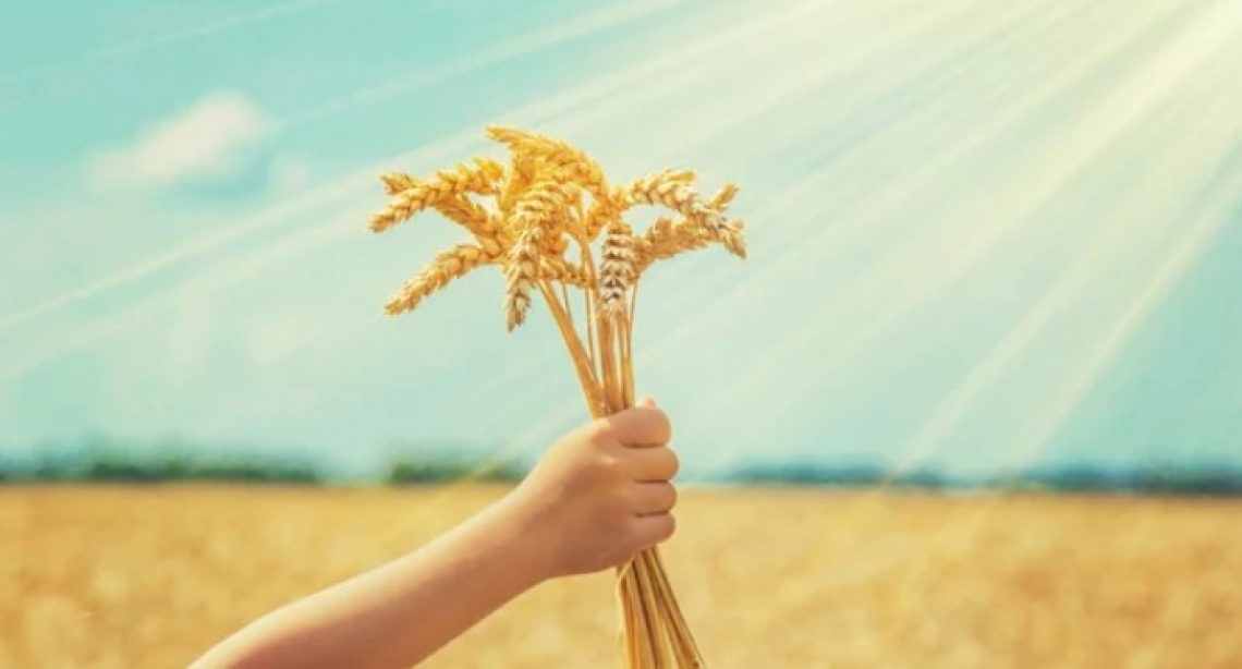 Cereali da Russia e Ucraina non fondamentali per l'Italia agroalimentare