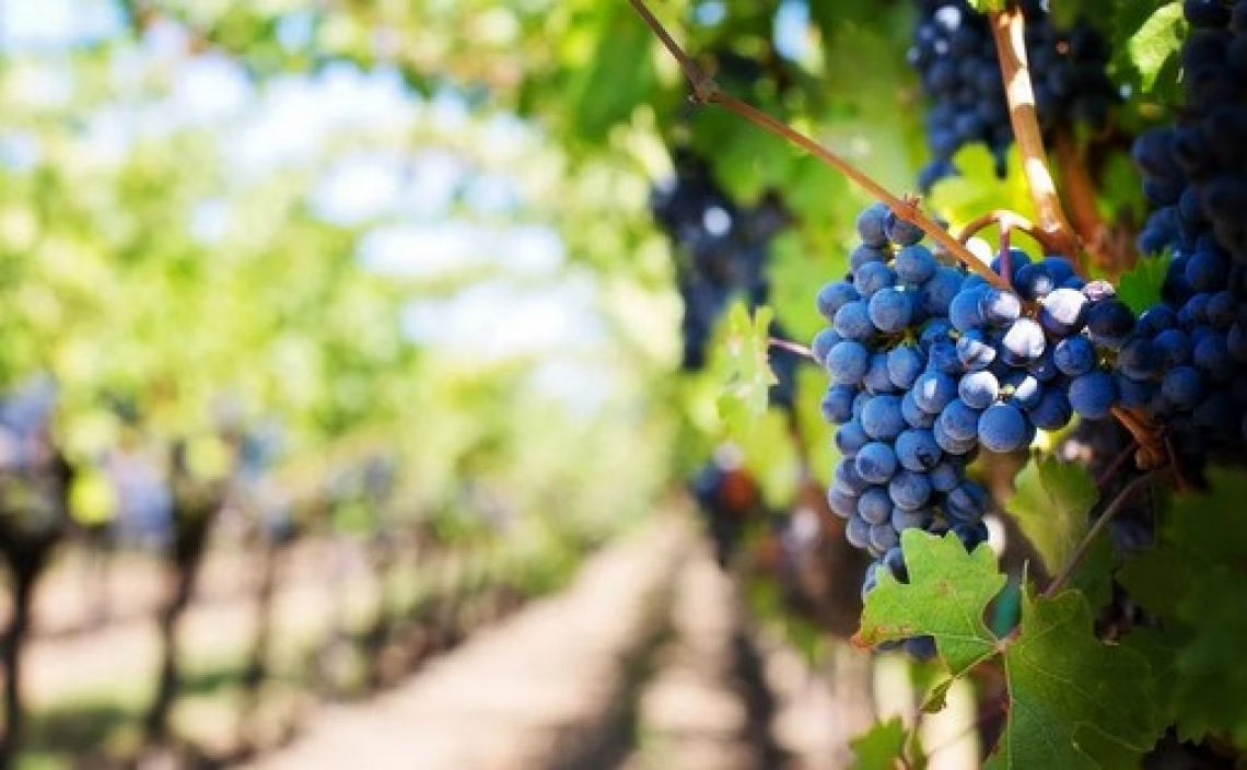 L'irrigazione non aumenta la produttività del Sangiovese ma modifica la qualità dell'uva