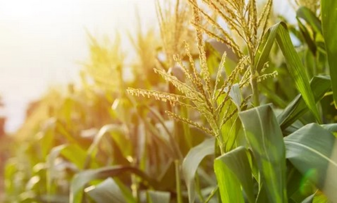 Si raffreddano le tensioni internazionali sui prezzi di grano e mais