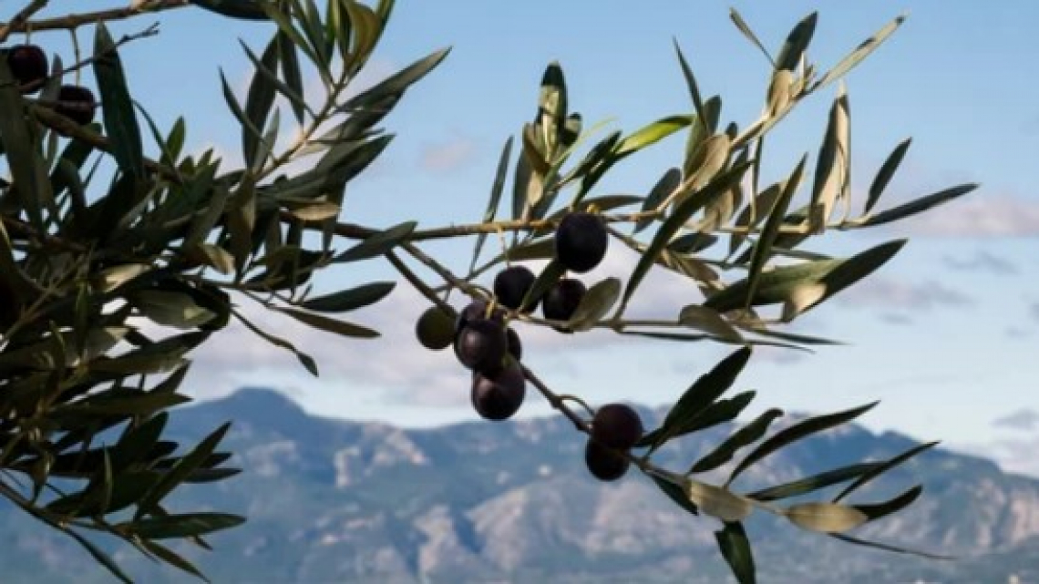 Testimonianze archeologiche di olivo di un lontano passato