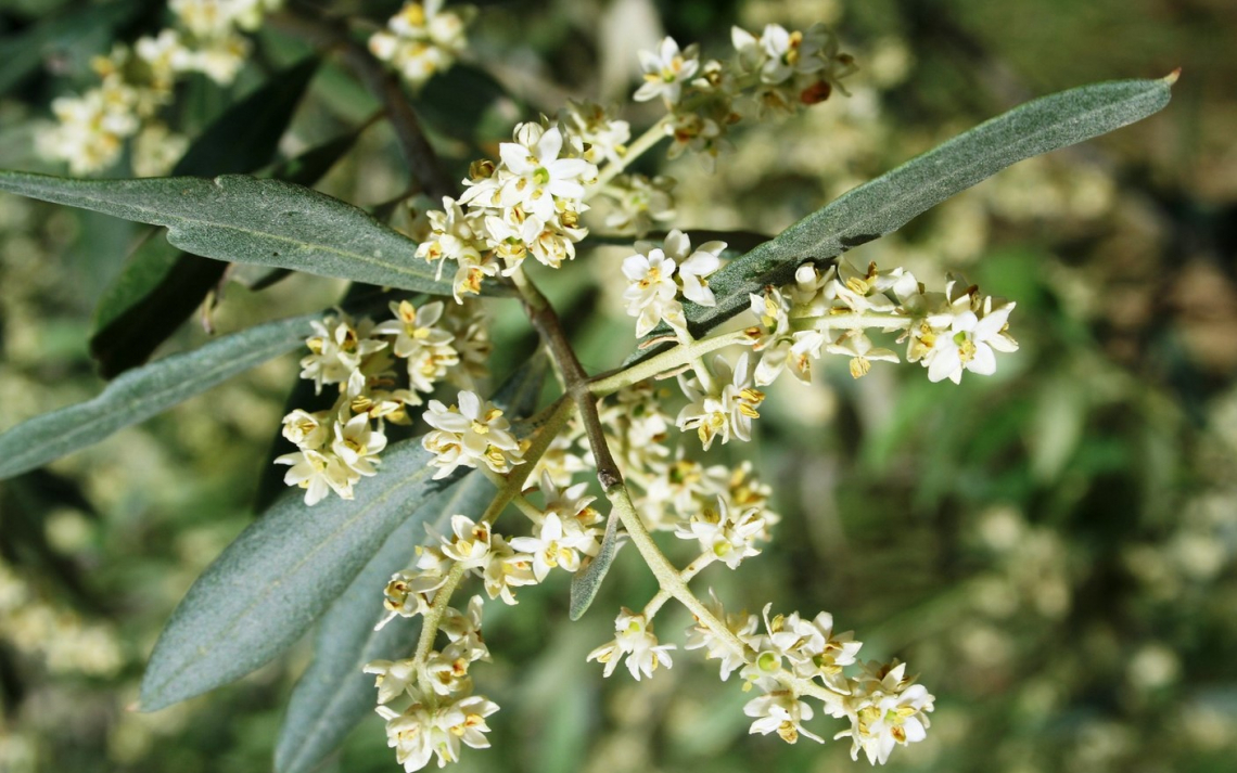 Il ruolo chiave dell'illuminazione sul fiore dell'olivo e sulla produttività