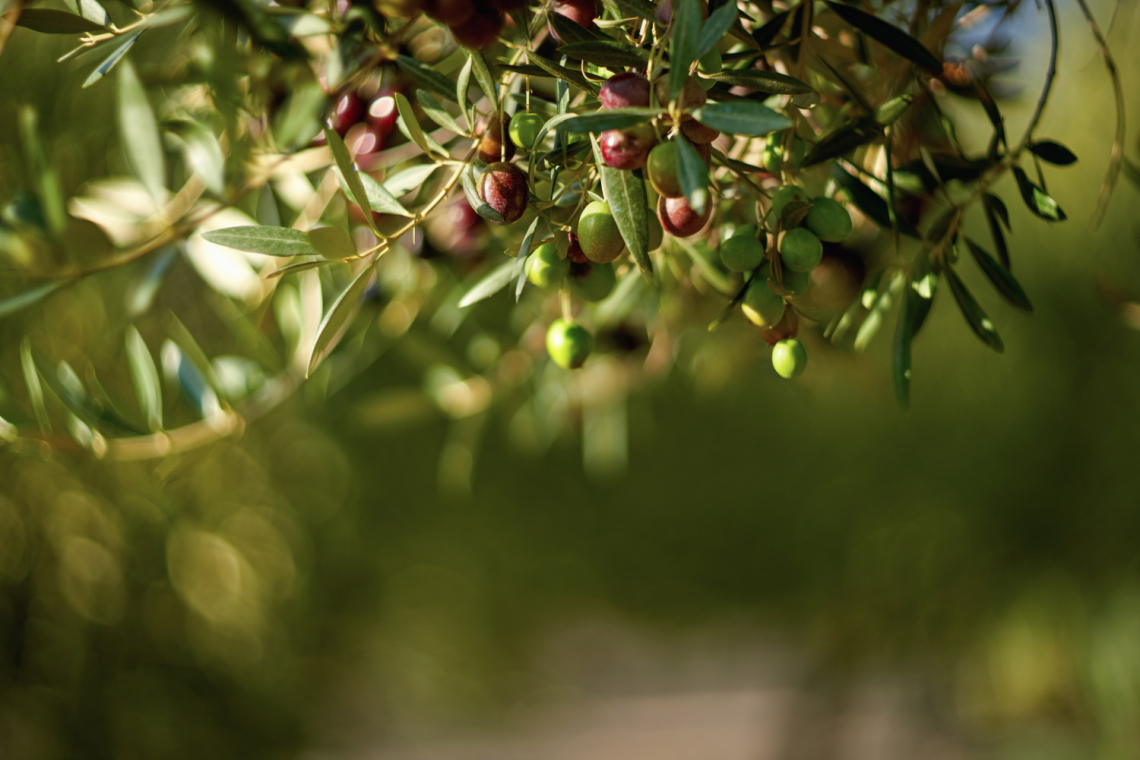 Si può fare a meno dell'urea per fertilizzare gli olivi?