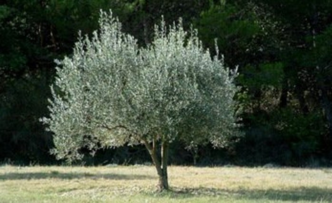 Col progetto “Scapigliato Alberi” piantumati 14mila olivi in meno di un anno