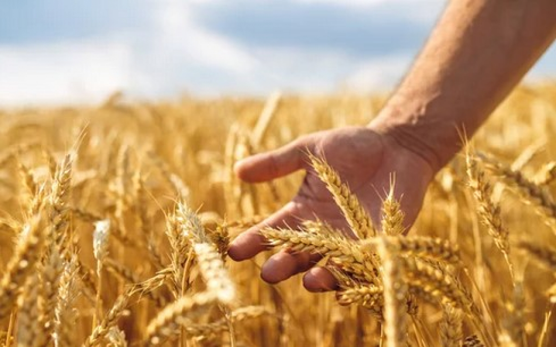 Prezzi di mais e grano fermi sui mercati internazionali