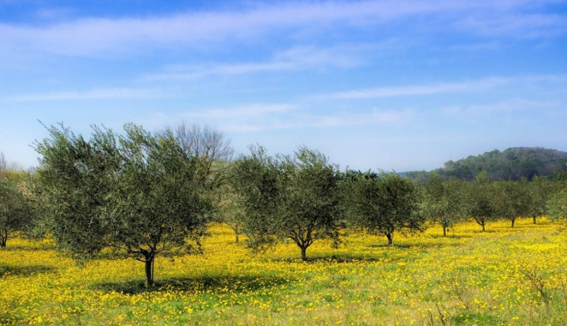 Il vero impatto ambientale dell'oliveto nei diversi modelli di sostenibilità