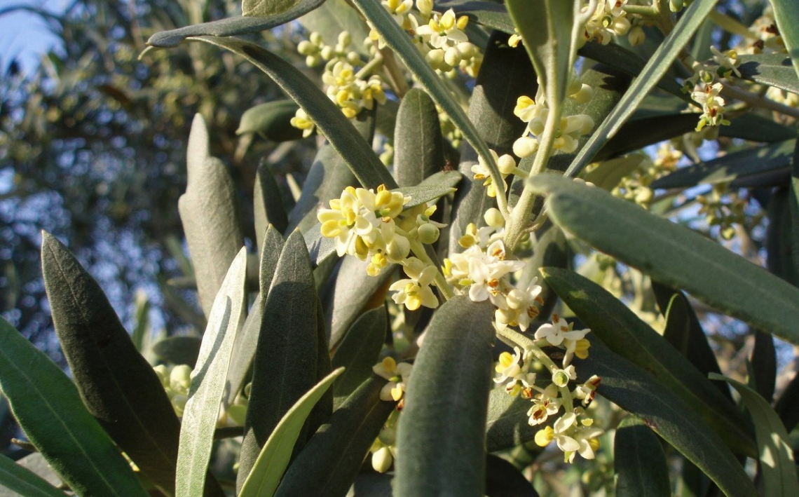 I fattori agronomici e ambientali che decidono sulla fioritura e produttività dell’olivo