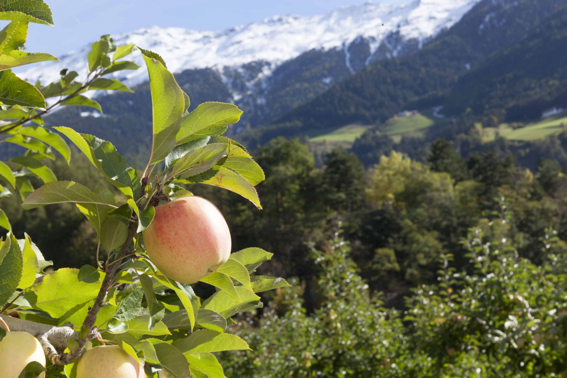 Non basta dire mela: è Golden Delicious Val Venosta