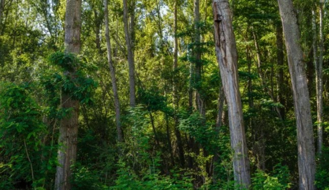 Potenzialità e criticità degli alberi esotici in ambiente mediterraneo