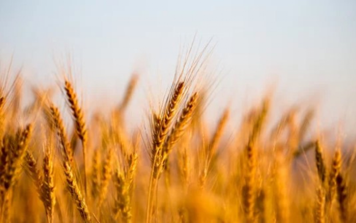 Produrre grano di qualità superiore col 25% di proteine in più