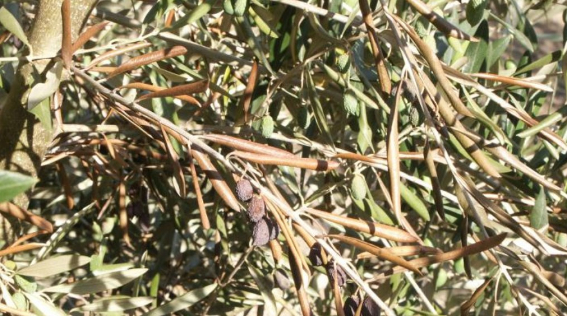 L’influenza dello stato nutrizionale della pianta e degli induttori di resistenza contro la verticilliosi dell’olivo