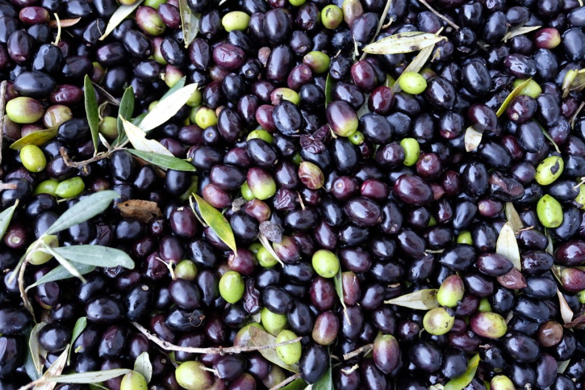Più di 200 tonnellate di olive rubate a Jaen durante la campagna olearia