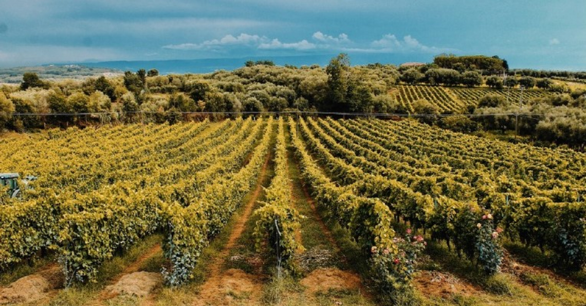 Il Concours Mondial de Bruxelles dei vini arriva in Calabria