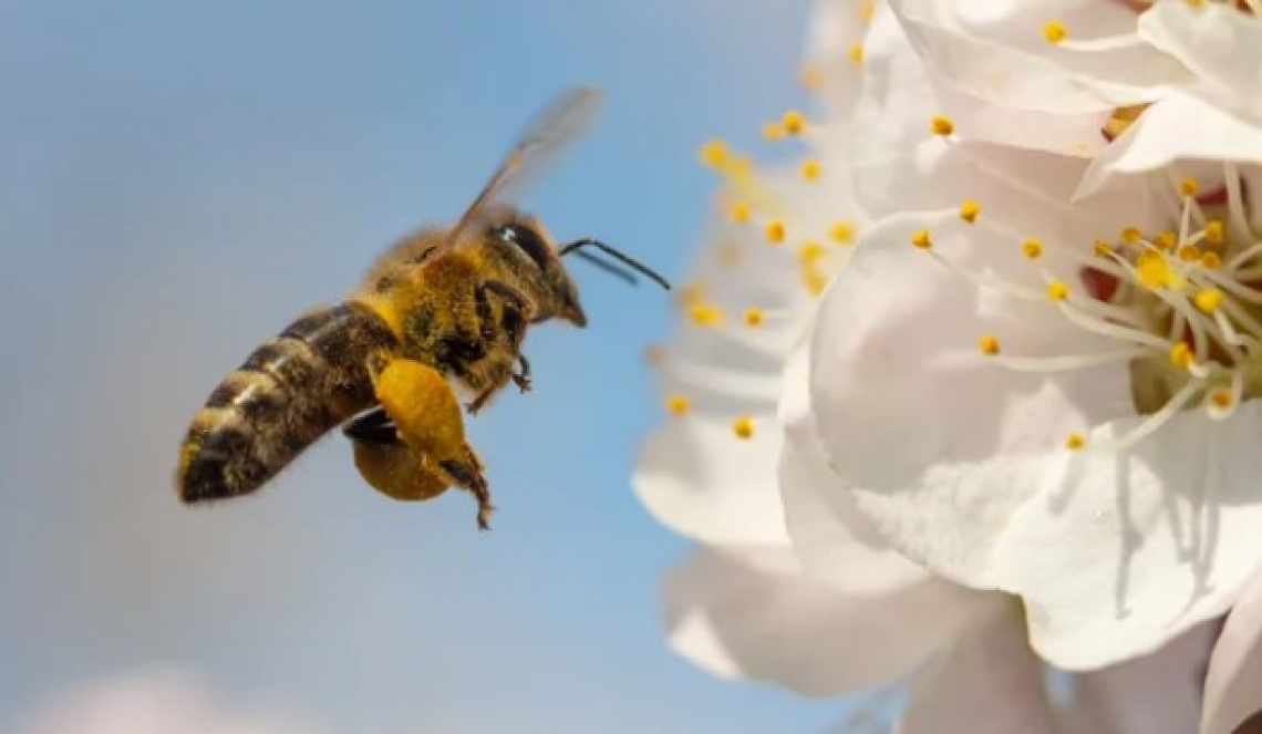 Giornata mondiale delle Api: più collaborazione tra apicoltori e agricoltori