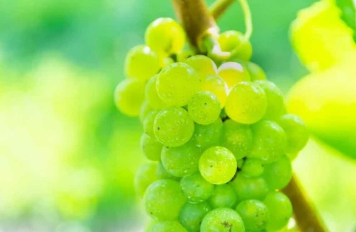 La concimazione azotata dello Chardonnay in campo è imprescindibile per avere vini aromatici
