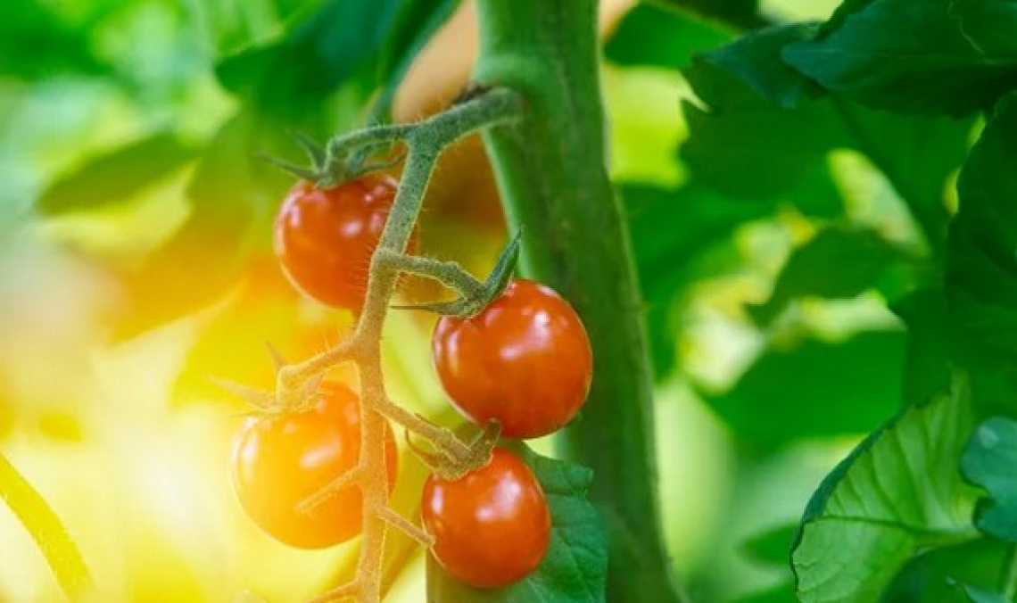 Nuovo pomodoro biofortificato contrasta la carenza di vitamina D