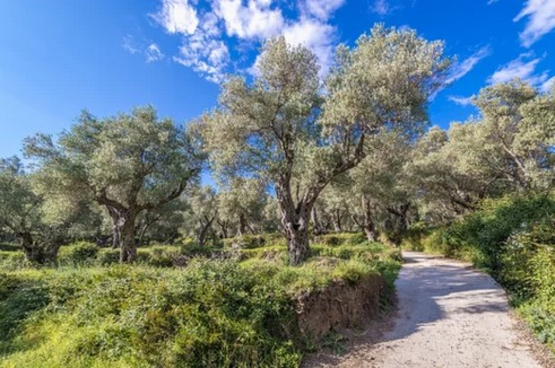 Il 18-19 giugno torna Oliveti Aperti, la Liguria celebra l’olivicoltura eroica  da Ponente a Levante