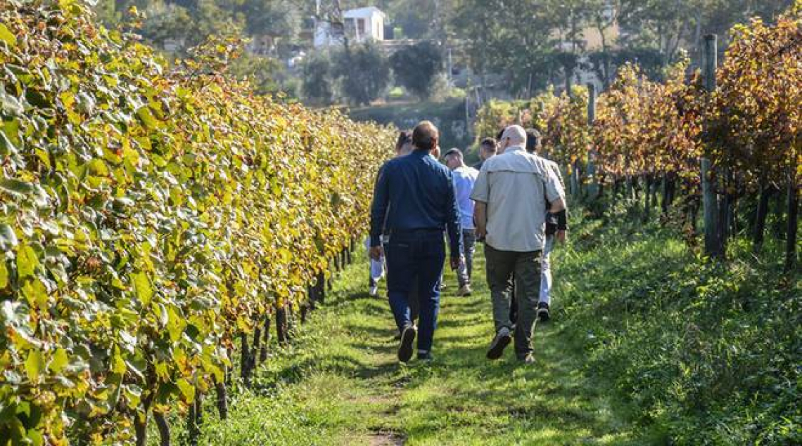 Via libera al piano rigenerazione Xylella e ai fondi per l'enoturismo