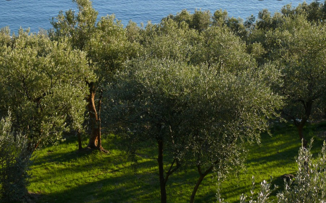 Oliveti aperti in Liguria, parte il turismo olivicolo-oleario