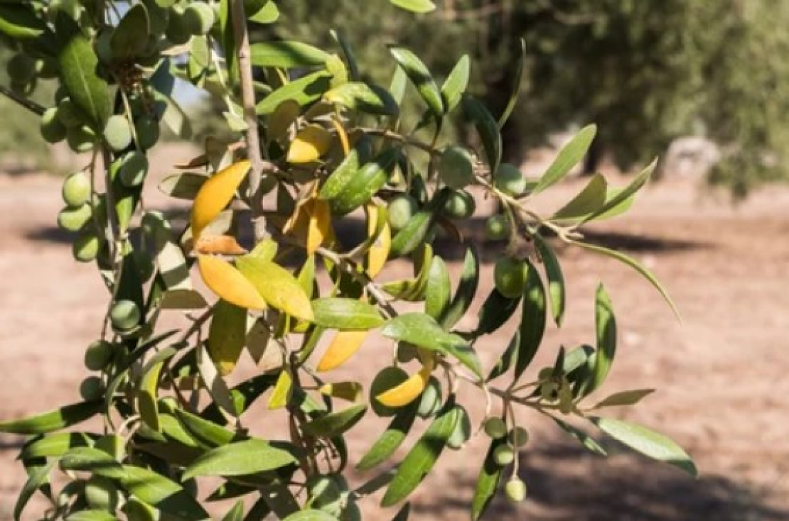 Inizia la mappatura degli olivi colpiti da Xylella fastidiosa in Puglia