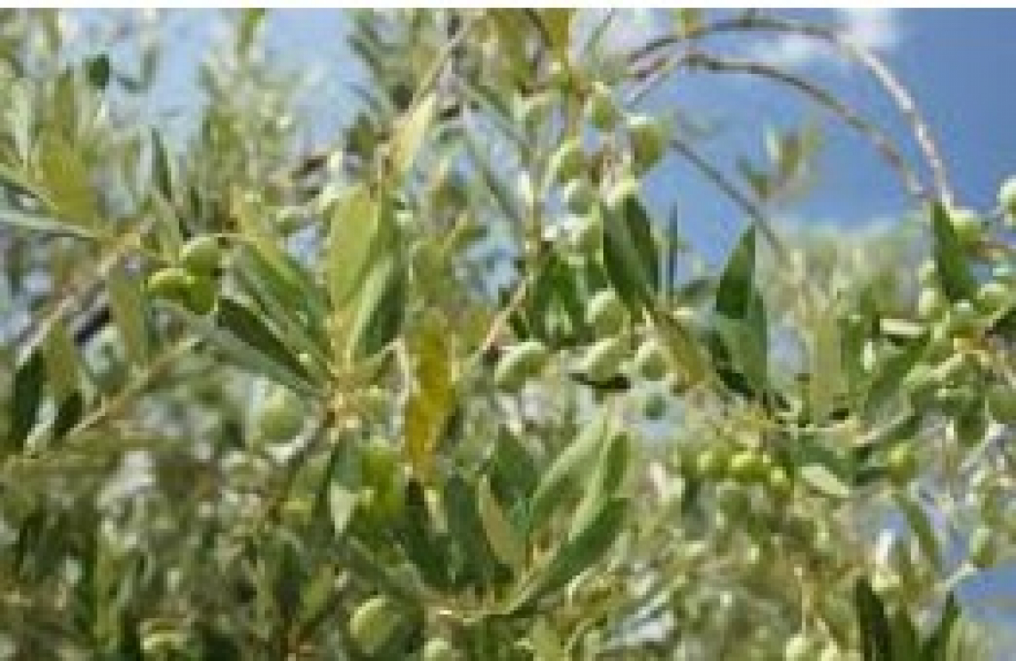 Il ruolo dell’ombreggiamento sulla produttività e resa in olio delle olive
