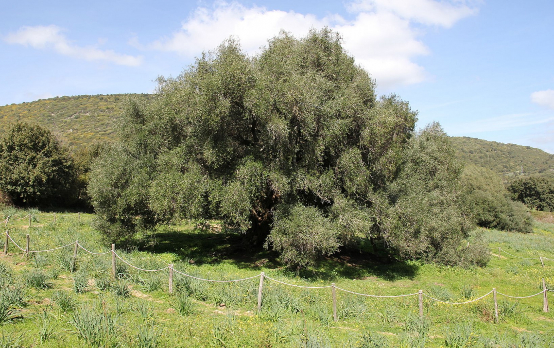 L'olivo S'Ozzastru torna a germogliare