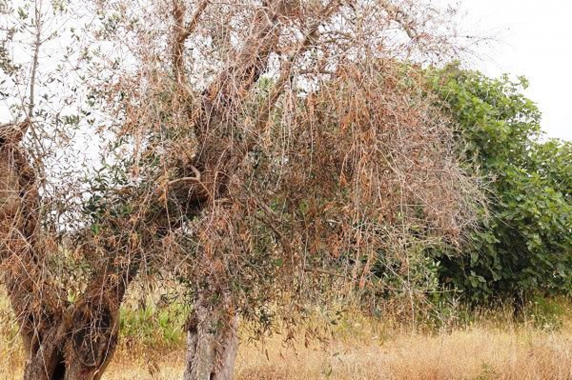 Potenziare le attività di monitoraggio per fermare Xylella