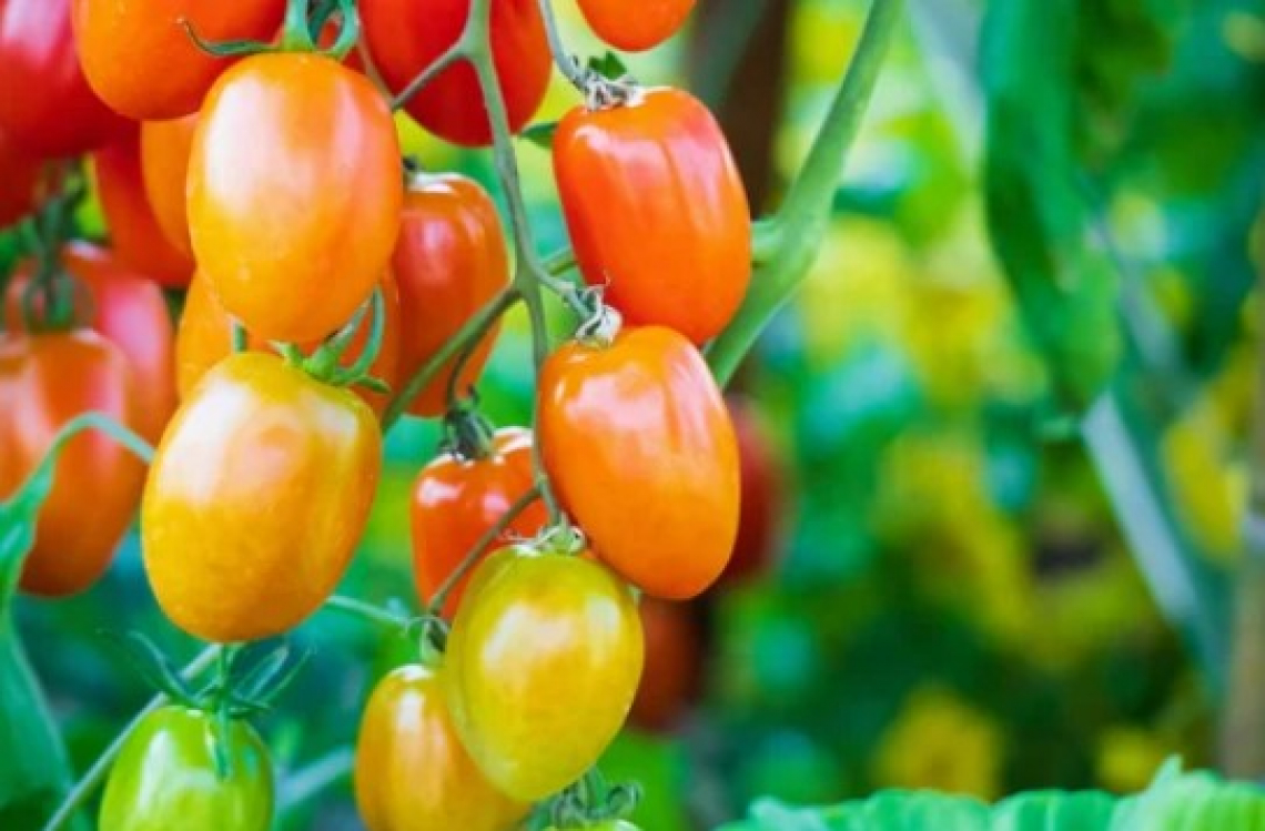La siccità mette a rischio la raccolta di pomodoro da industria nel nord Italia
