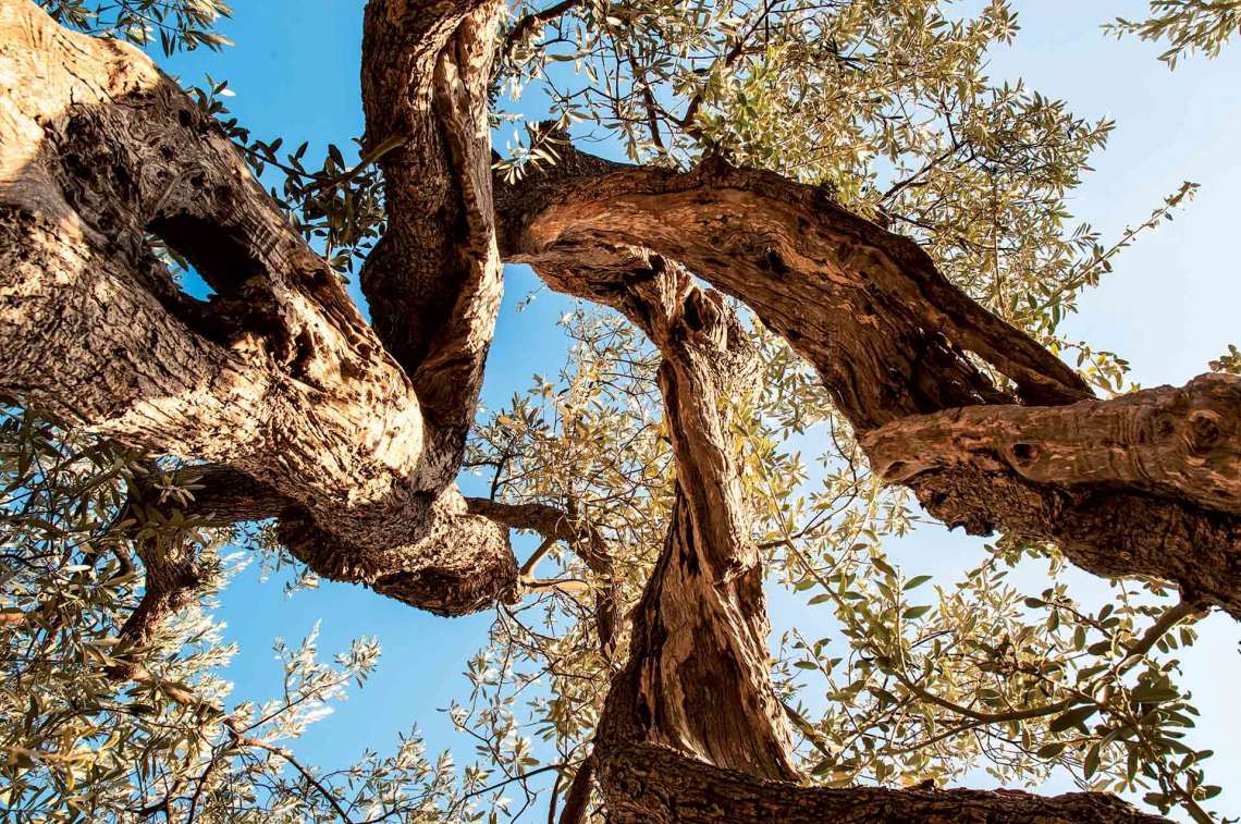 La Puglia ha il catasto olivicolo delle aree copite da Xylella