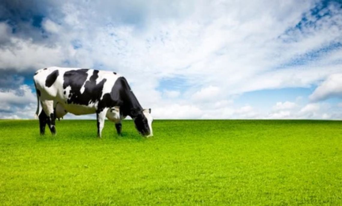 Nessuna intesa sul progetto di sistema di qualità nazionale sul benessere animale