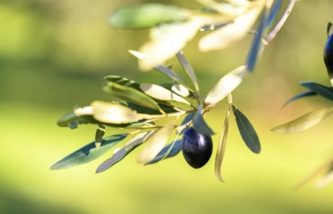 Il caolino riduce lo stress termico per l'olivo ma nessun miracolo