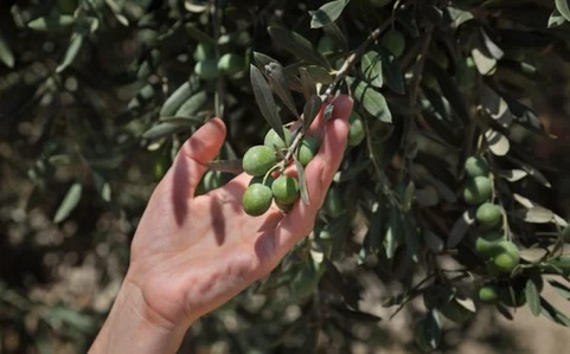 L’uso delle reti contro la mosca delle olive: costi ed efficacia