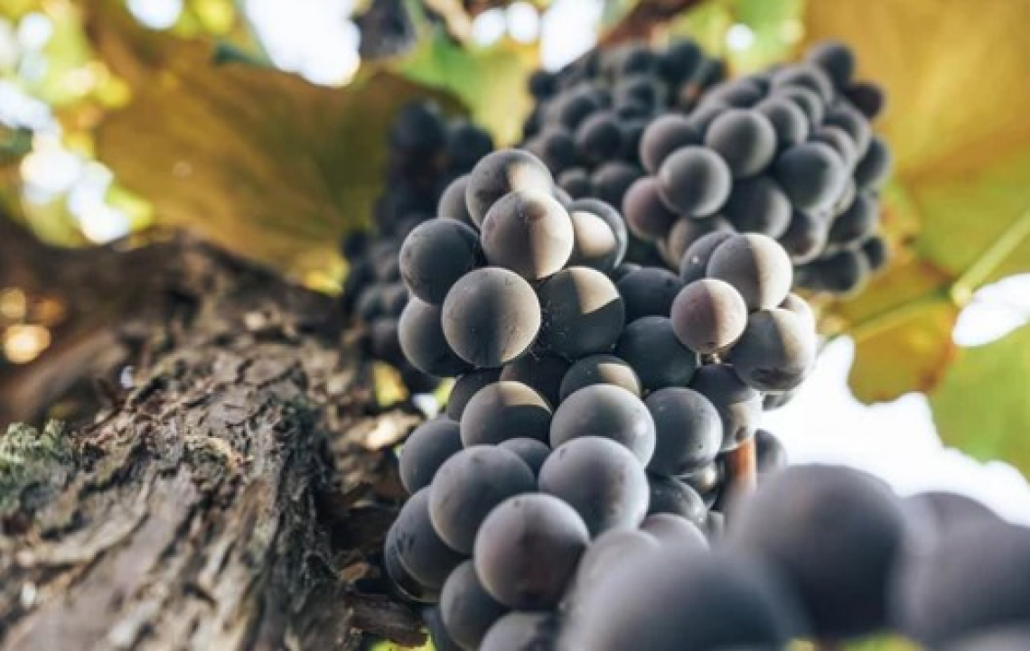Proteggere la vite dallo stress idrico con i funghi micorrizici arbuscoli