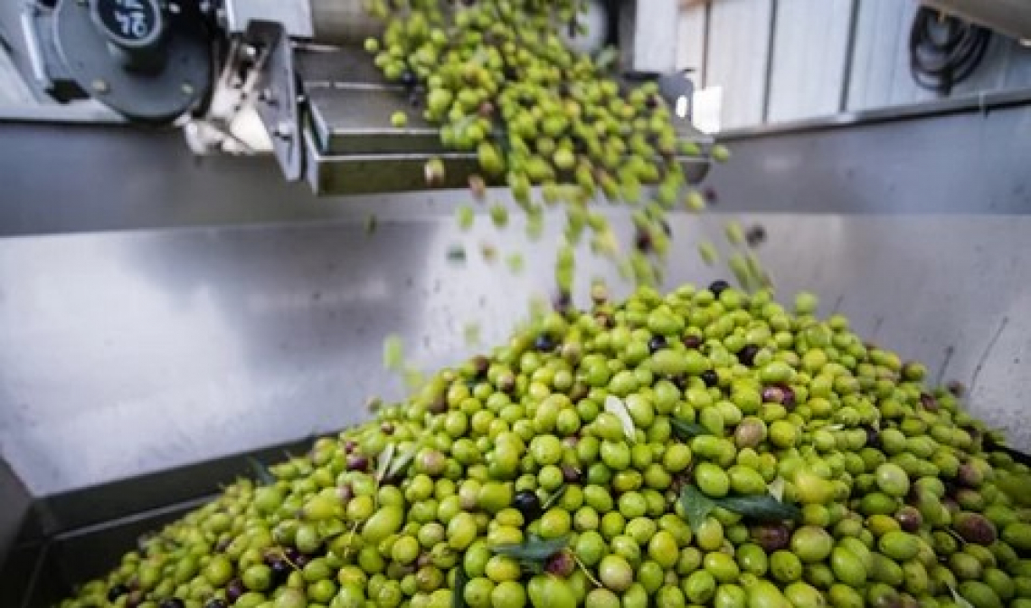 La produzione australiana di olio di oliva crolla sotto le 10 mila tonnellate